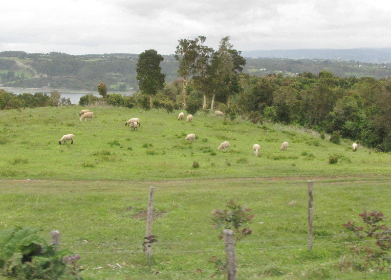 1312-88 One of several sheep farms