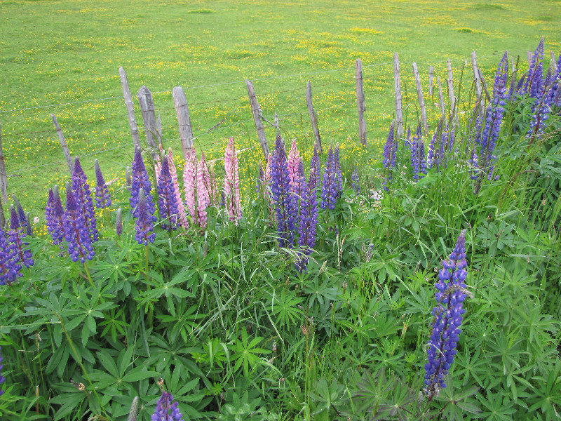 1312-117 Lupines in Simpson River Valley
