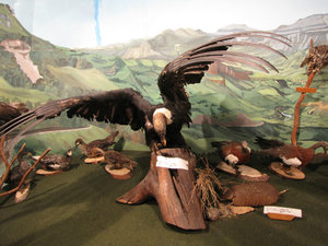 1312-143 Stuffed condor at the Rio Simpson Museum of Natural Resources