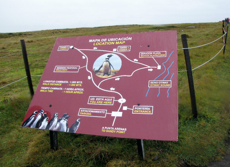 1312-160 The Otway Bay penguin trails