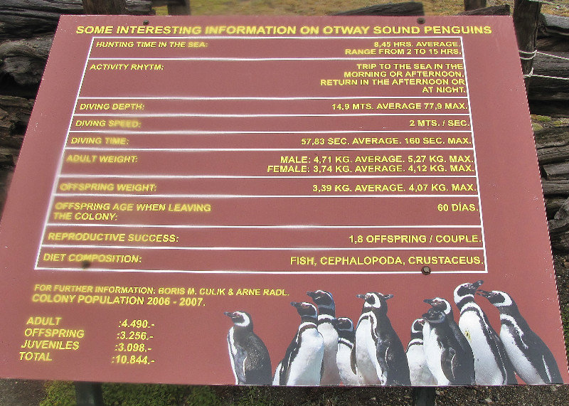 1312-169 Basic penguin facts
