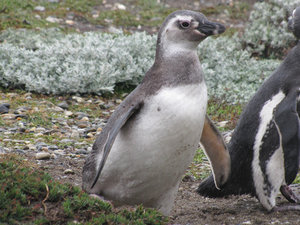 1312-159 A juvenile Magellan penguin
