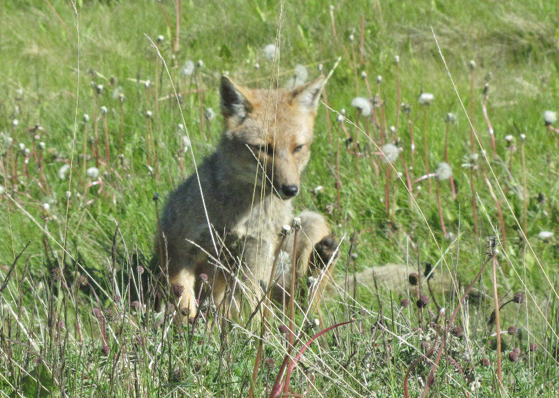 1312-211 Their fox--looks a lot like a miniature coyote
