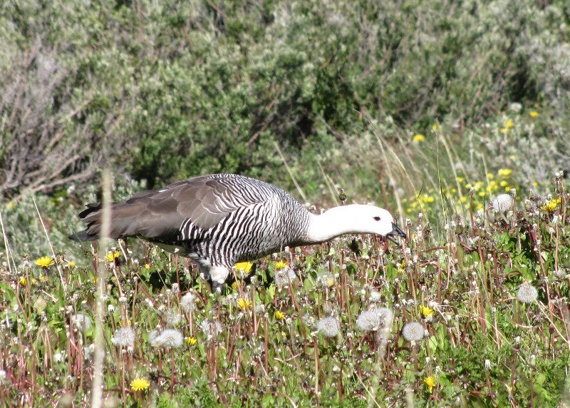 1312-213 Another grazing upland goose