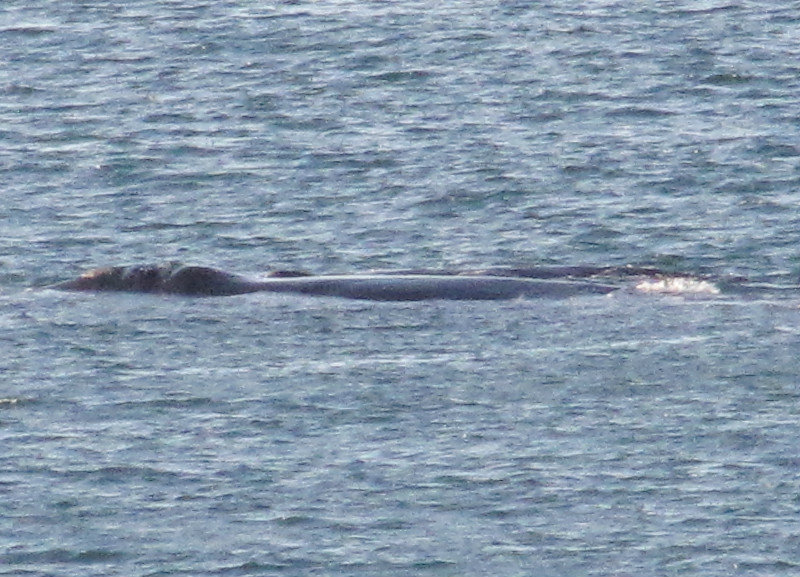 1312-255 Our whale sighting