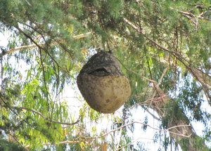 1312-341 A hornet's nest
