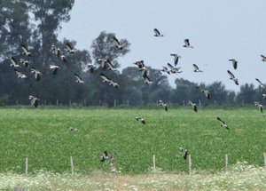 1312-342 A flock of lapwings