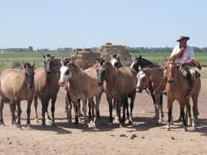 1312-348 The ranch owner and his mini-herd of horses