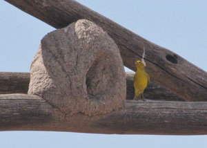 1312-350 Saffron finch reusing a reed oven bird (rufous horneo) nest and completing ignoring all of the activity below