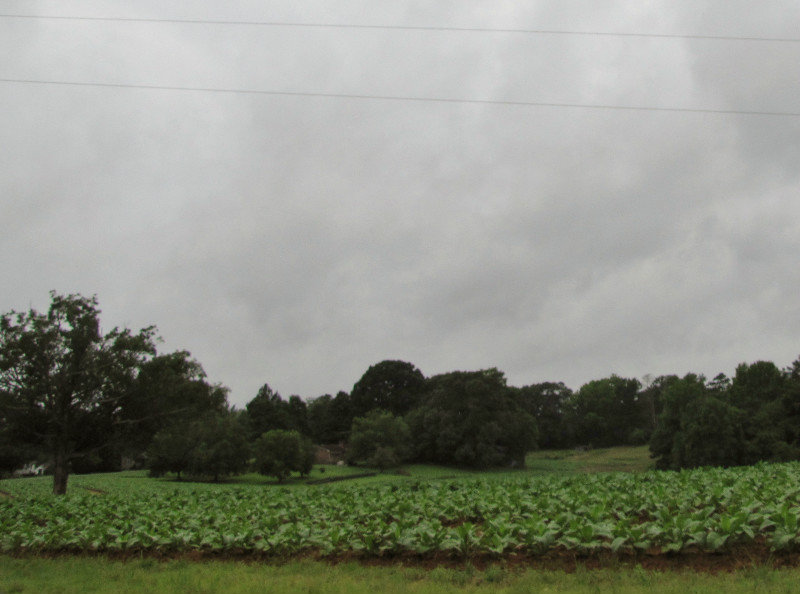 1307-03 Tobacco Fields 'neath ominous skies