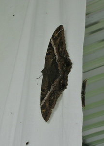 1312-494 A  5-inch moth on the sheet hung over a light