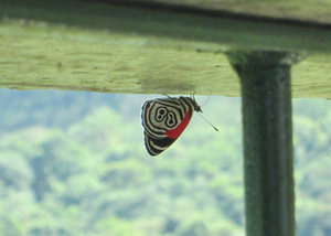 1312-496 An '88' butterfly