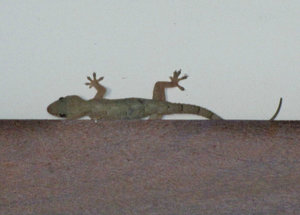 1312-503 House Gecko-Hemicatylus mabouia