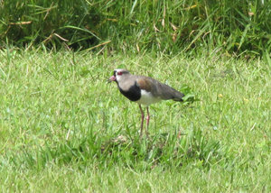 1312-503 Southern Lapwing protecting its nest