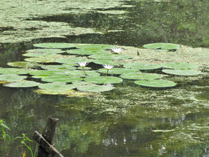 1312-505 Lily pads