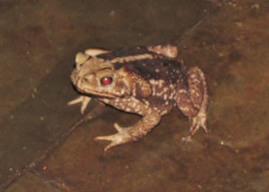 1312-516 Dinner companion--Yellow Cururu Frog (Rhinella icterica)