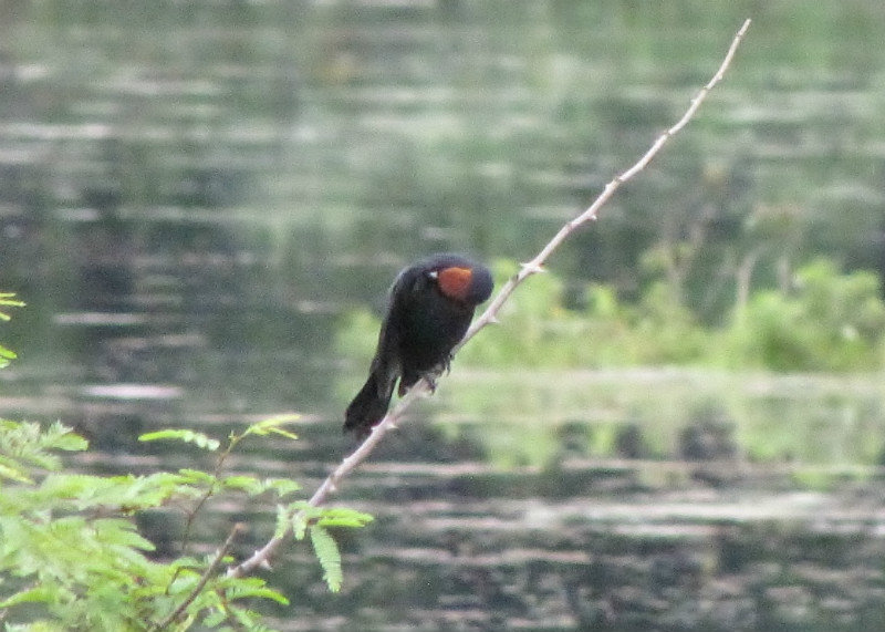 1312-528 Chestnut-capped blackbird-B