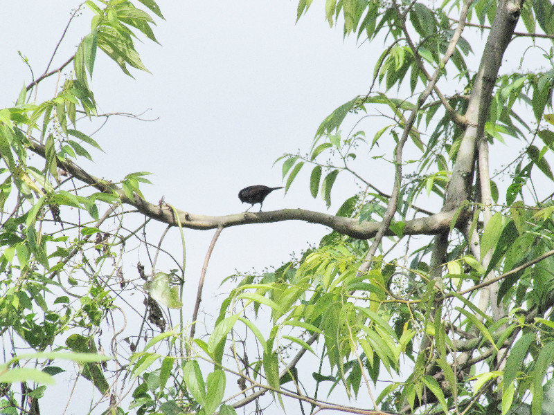 1312-529 Chopi blackbird