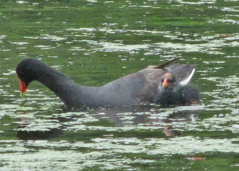 1312-531 Common Moorhen with ugly chick