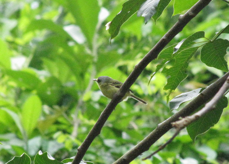 1312-536 Flycatcher, tody yellow lord