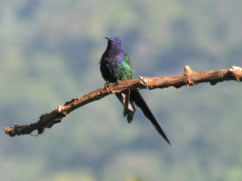 1312-539 Hummingbird, swallow-tailed