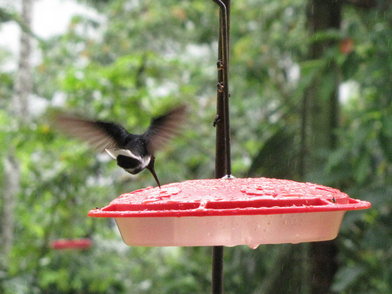 1312-540 Jacobin hummingbird