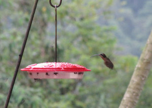 1312-543 Rufous-breasted hermit