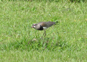 1312-545 Southern Lapwing in defensive crouch