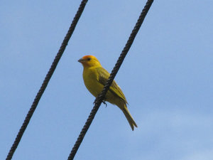 1312-546  Saffron finch--a subspecies of 'wire-birds'