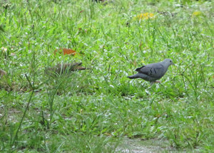 1312-548 Blue ground dove pair