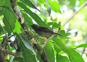 1312-550 Manakin female (possibly white-beaarded)