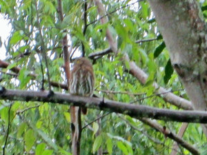 1312-555 Ferriginous pygmy owl