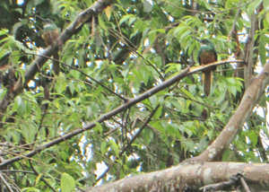 1312-559 Rufous-tailed jacamar