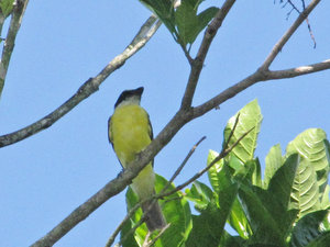 1312-562 Could not id-B possibly a social flycatcher or kiskadee