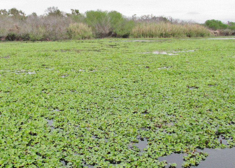 1312-582 Water hyacinths clogging the lake