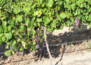 1402-51 The grapes for red wine ready for harvest
