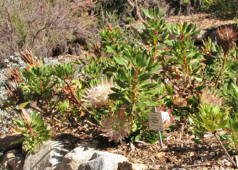 1402-102 One of several protea(s)-A