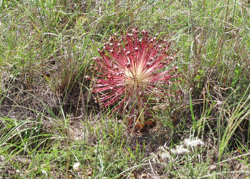 1403-19 Pretty and strange plant--nicknamed a tumbleweed