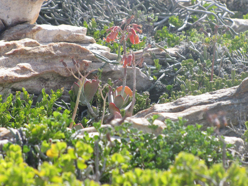 1402-151 A variety of succulents growing along the beach walk