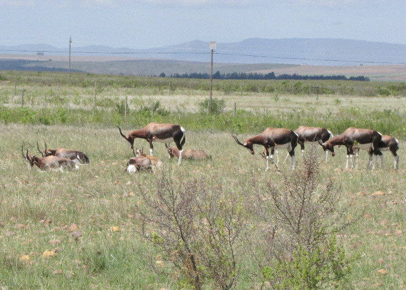 1403-12 Bonteboks in Bontebok National Park