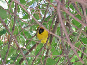 1403-40 Southern Masked Weaver at Ostrich Ranch