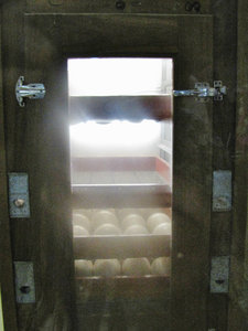 1403-41 Ostrich eggs in incubator