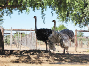1403-45 Male Ostrich (black) and female (grey)