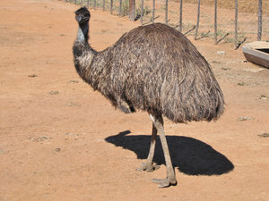 1403-49 This is another ratite bird--a rhea