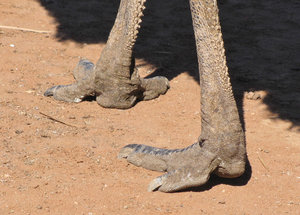 1403-50 Rheas and all other non ostrich ratites have 3 toes