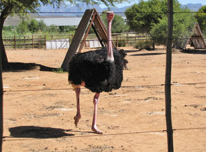1403-51 An ostrich in breeding color--red neck and legs