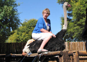 1403-53 One of our group (Teena) sitting on an ostrich--it was to hot to ride the ostrich