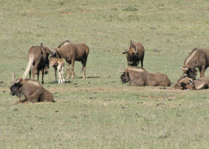 1403-101 Part of a small herd of Wildebeest