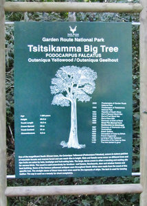 1403-82 Details of the Big Tree