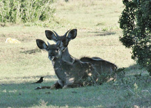 1403-104 Probably greater kudu